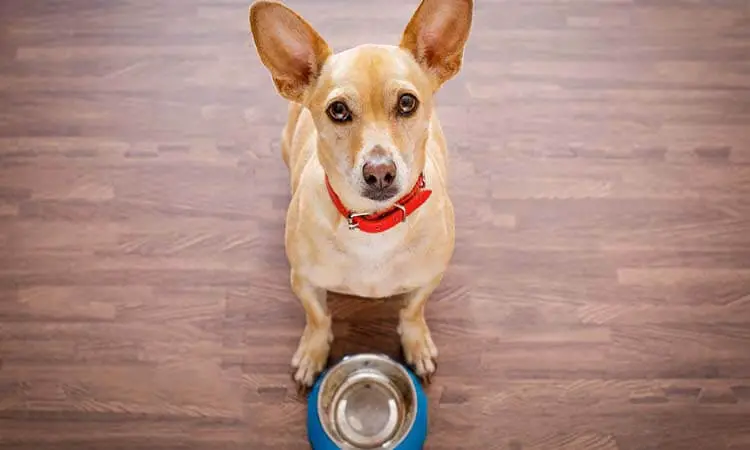 Los 7 mejores alimentos húmedos para perros chihuahuas